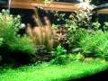 videos de Aquario plantado - Belo Horizonte -MG (Thiago do Valle)