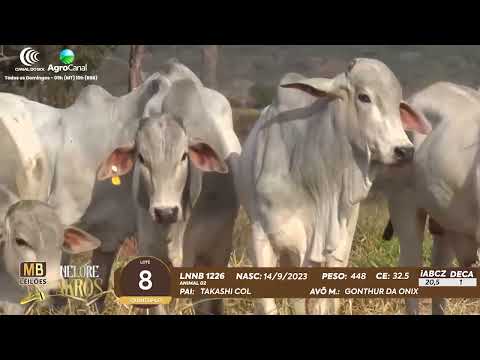 509 LEILO VIRTUAL MB LEILES