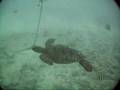 Scuba Diving Oahu, Hawaii - West and Southeast Side