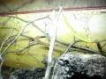 videos de MAMBA VERDE - Vigo Zoo