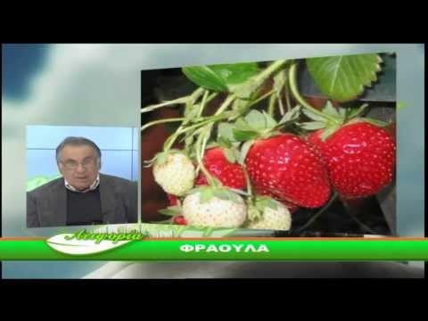 how to grow fragaria x ananassa