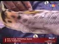 Ikan Kepala Buaya