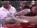 Ikan Berkepala Buaya