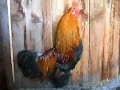 Akio Guy the Rooster Crowing
