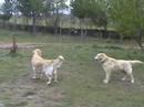 1ª Kedada Nacional Mundoretriever - Video 3 1ª Kedada Nacional Mundoretriever - Video 3