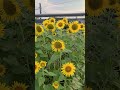 【向日葵】相模線 入谷駅