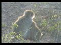 Monkeys at Nkorho pan.--Apen bij Nkorho Pan 08-08-'07
