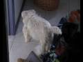 dogdayafternoon