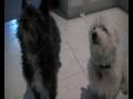 dogdayafternoon