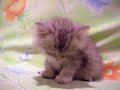 kitten falls asleep kitten falls asleep