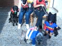 HALLOWEEN DE LAS ADOPCIONES