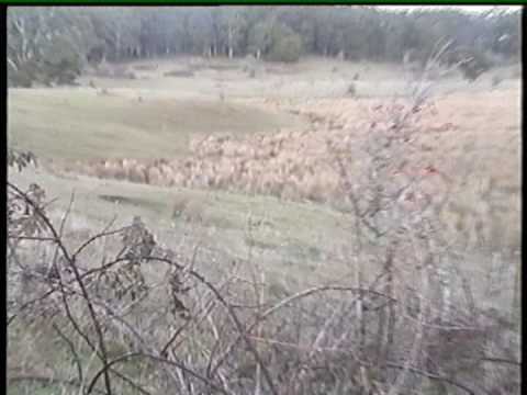 fox hunting