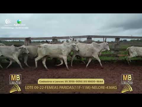 526� LEIL�O VIRTUAL MB LEIL�ES