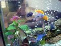 ???????? ???????? -Cichlids Aquarium