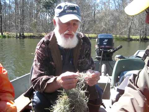how to grow spanish moss