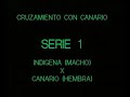 Naturaves - Hibridos 1 (Jilguero x Canaria).avi