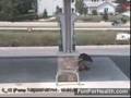Guarda video