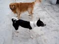 Help Me! ( Voice From Thai Dog )