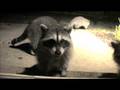 Name My Racoons Contest