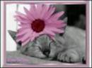For my Schatzi