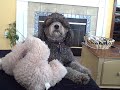 Dog Gets Scarred For Life Dog Gets Scarred For Life