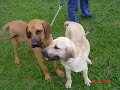 Anau� da BR Santa Luzia, Fila Brasileiro