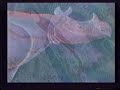 United - Endangered Species Theme