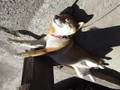 空飛ぶ柴犬の巻
