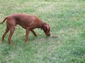 Copper; The Wonder Dog Part 1