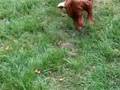 Copper; The Wonder Dog Part 1