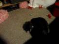 videos de Kitty in Christmas Tree