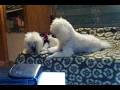 videos de Jacky corteja a Sindy