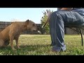 Tauri the painting Pit Bull Tauri the painting Pit Bull