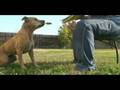 videos de Tauri the painting Pit Bull