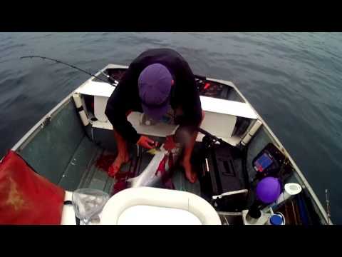 how to bleed yellowtail