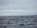 dolphins