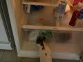 Mr. Lola making a selection