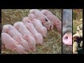 Pesta Porcina