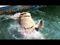 US Army vs Giant Goliath Grouper Challenge