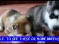 videos de SIBERIAN HUSKY PUPPIES FOR SALE www.petclassifieds1.com