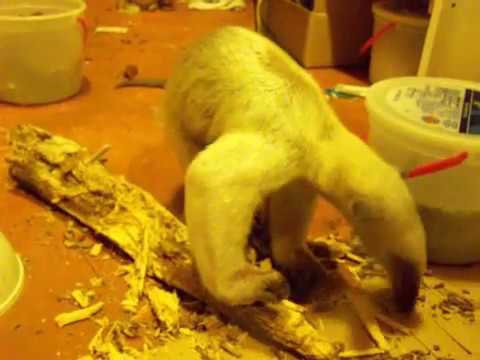 Pua's illness