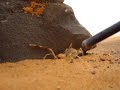 Spider Camel, Ara�a Camello