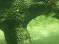 videos de spear fishing in key west with jesse and paul.wmv