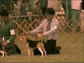 Beagle Per� - Canela en Exposici�n: 276�