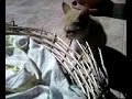 Kittens playing