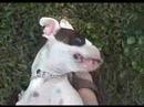 White Boxer Brothers