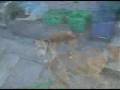 videos de Friday~ Watchitnz~ Eve