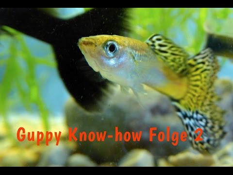 Guppy Know-how Folge 2: Das Guppy-Aquarium bepflanzen, Wasserpflanzen,  Dokumentation Fische