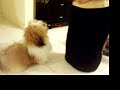 かわいい犬動画