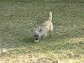 Meet Gracie & Nezzie Rescue Cairn Terriers in Maryland MD Meet Gracie & Nezzie Rescue Cairn Terriers in Maryland MD
